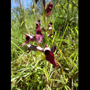 Eine für uns neue Orchidee (Serapias lingua?)